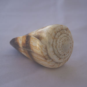 CONUS miles SEASHELL JEWELRY Conidae Conus Shell Motivo Shell CONUS natural Tamaño 6-7cm - Product Image 2