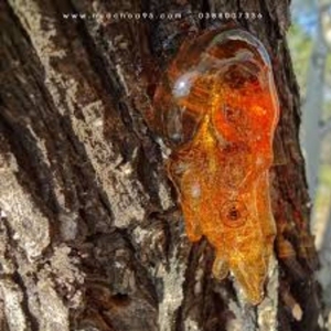 Bodhi ธรรมชาติไบโอเรซิน/เบนโซอินสยาม/กลิ่นหอมปลอดภัย/ผลิตในเวียดนาม - Product Image 3