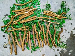 Productos de higiene bucal multiusos a base de hierbas Miswak Sticks para dientes fuertes - Product Image 5