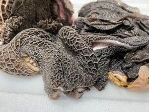 Tripa de Res Congelada de Alta Calidad para Exportación a Granel, Tripa de Res Comestible Premium, Carne Fresca Congelada al por Mayor Disponible Ahora en Existencia - Product Image 4