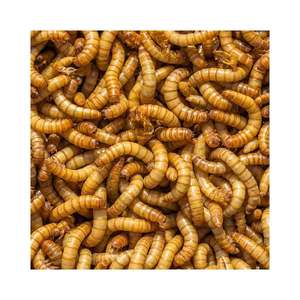 Dried Mealworm Mealworms Freeze Dried Mealworm for Small Pet Food - Product Image 5