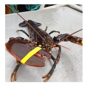 กุ้งล็อบสเตอร์แคนาดาสดขนาดใหญ่จับและแช่แข็งในปริมาณมากพร้อมกล่องบรรจุ - Product Image 2