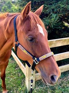 Equestrian Horse Training Hand Tooled Leather Designer Nylon <b>Rope</b> Halter and Lead in Best Price - Product Image 3