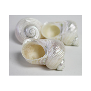 Turbo Shell Centerpiece Ocean Elegance para hogares - Product Image 2