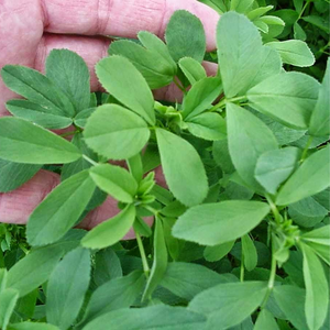 LUCERNE POUR DES ALIMENTS ÉQUILIBRÉS, FIBRES NATURELLES ET DÉVELOPPEMENT ANIMAL SAIN - Product Image 5