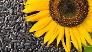 เมล็ดทานตะวันออร์แกนิกสีดำ (Helianthus annuus) อาหารแห้ง เกรด 1 ธรรมชาติ 99% บรรจุภัณฑ์แบบเทกอง แปรรูปดิบ - Product Image 2