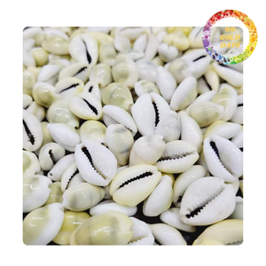 Conchas de huevo de cauri brillantes | Precio a granel para diseñadores de joyas y amantes de la decoración | Venta caliente de conchas marinas 2025 - Product Image 1