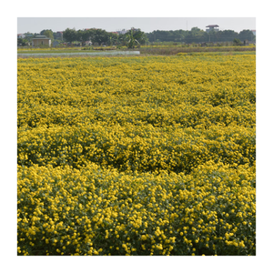 Camomille de marguerites séchées de haute qualité du Vietnam-Idéal pour les thés relaxants, les mélanges à base de plantes et l'utilisation de la thérapie naturelle - Product Image 6