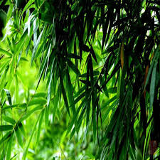 HOJAS DE BAMBÚ ECOLÓGICAS/RECETA FAMILIAR/VALOR ASEQUIBLE/HECHO EN VIETNAM - Product Image 5