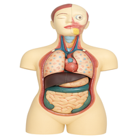 Modelos Médicos MAYALAB, Modelo de Anatomía de Torso Humano de Medio Cuerpo, Órganos Removibles/Desmontables, Codificación Anatómica por Colores, Masculino y Femenino
