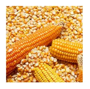Yellow Corn/ yellow corn for human consumption non gmo yellow corn/ yellow corn for animal feed popcorn