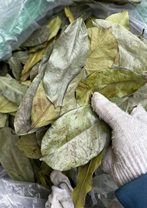 Dried Soursop Leaves Leaf Carefully Selected Processed Natural Appearance Suitable for <b>Tea</b> Making and Daily Household Use - Product Image 4