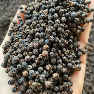 OFERTA ESPECIAL-PIMIENTA NEGRA PREMIUM 500GL 550GL PARA EL MERCADO DE EE. UU. DE VILACONIC PRODUCTOR DE ESPECIAS-ANNA DO W/A + 84982153058 - Product Image 2