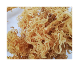 Algues de cotonii de qualité supérieure pour l'exportation, provenant du Vietnam - Texture dorée, forte teneur en gel, algues de cotonii 99 GD - Product Image 4