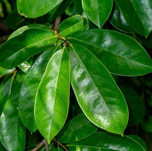 Élargissez votre gamme de boissons avec le corossol vietnamien Un ingrédient unique et recherché pour votre marché purement soursop - Product Image 1