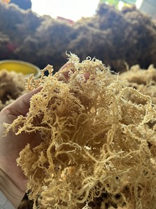 มอสจากทะเลธรรมชาติจากเวียดนาม Eucheuma cottonii อบแห้งและทำความสะอาดเพื่อการส่งออกจำนวนมากและใช้ในอุตสาหกรรม - Product Image 4