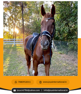 Remachadora de arroz multifuncional, - Product Image 4