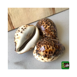 ไซยาเนียประเภท cowrie เสือขนาดใหญ่ขัดและทำความสะอาดตามธรรมชาติ - Product Image 5