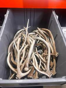 เขากวางแดงธรรมชาติสำหรับเคี้ยวสัตว์เลี้ยงและของตกแต่งบ้านงานหัตถกรรม - Product Image 4