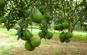 ข้อเสนอสุดพิเศษสำหรับผู้นำเข้าส้มโอส้มโอผิวสีเขียวสดจากเวียดนาม - Product Image 5