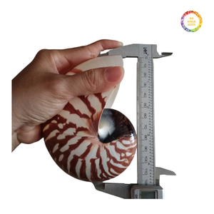 Concha de Nautilus, Material Decorativo para Decoración de Interiores, Concha Espiral Natural para Decoración del Hogar, Manualidades y Exhibición - Product Image 1