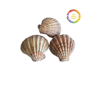 Conchas planas de vieiras naturales ecológicas de primera calidad para manualidades y proyectos decorativos - Product Image 4