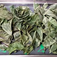Pasokan pabrik produk HERBAL kering daun KATUK murni