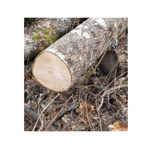 Vente en gros de grumes de frêne blanc allemand 500-1000m³ – Disponibilité immédiate pour importateurs de gros volumes et fabricants de produits en bois - Product Image 2