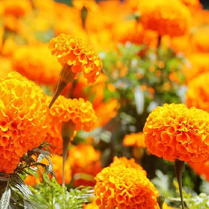 Kanha Nature Oils' Premium Quality 100% Pure Marigold Hydrosol Aceite esencial Fabricante indio Precio al por mayor a granel - Product Image 4