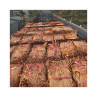Bahan HYACINTH air untuk produk FURNITURE tenun/bundel air kering HYACINTH EICHHORNIA CRASSIPES akar