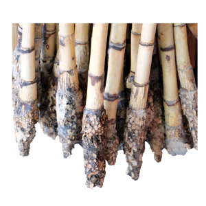 Singapore Best Price Furniture and Handicrafts Wholesale High Quality Natural Raw <b>Rattan</b> <b>Cane</b> Material Made From Singapore - Product Image 4