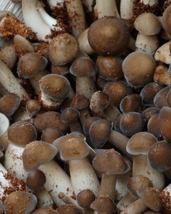 HONGOS TERMITE ORIGINALES DE VIETNAM / FORMA SECA - Product Image 4