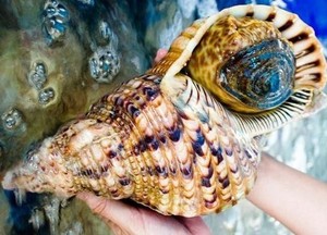 Trompeta enorme Triton amonita decoración pulido gran Caracol Triton Shell para artesanía a granel Seashell Animal estilo Vietnam Natural. - Product Image 3