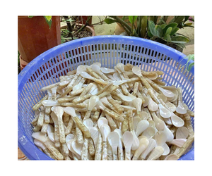 Cuillère en nacre polie exquise personnalisée caviar de coquillage naturel servant des cuillères scoop - Product Image 6