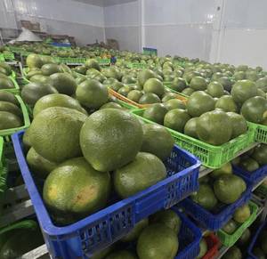 Pomelo à peau verte d'origine vietnamienne utilisant des segments d'agrumes épais pour la restauration, les applications culinaires et le commerce d'exportation - Product Image 3