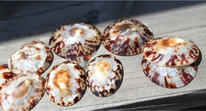 เปลือก limpet ขัดและทำความสะอาดราคาไม่แพงและสวยงาม - Product Image 6