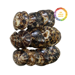 Conchas de Lapa naturales secas de áreas de playa preparadas para el envío con enfoque en aplicaciones neutras y no sensibles - Product Image 6