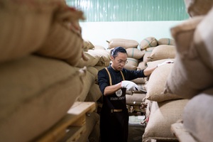 (ÉCHANTILLON GRATUIT) HARICOTS VERTS Nouveau lot 2025 Robusta/Arabica Haute qualité Prix compétitif Café en grains verts crus frais pour le commerce - Product Image 3