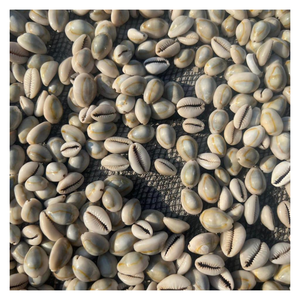 Cadeau de coquillage doré, coquillage naturel pour un décor inspiré de l'océan, artisanat écologique tacheté de noir pour des maisons durables - Product Image 2