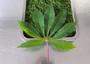 Hoja de yuca picada congelada Hoja de tapioca IQF Ángulo de tamaño pequeño - Product Image 4