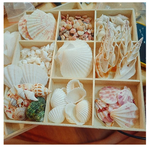 Mélange de coquilles cueillies à la main coloré 2-3cm pour décor de cadre photo, artisanat en résine et ornements de maison - Product Image 2