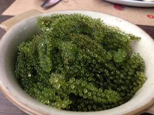 Uva de mar de calidad de exportación fresca de Vietnam Uva de mar Premium empacada a granel Suministro de uva de mar al por mayor disponible para la venta - Product Image 3