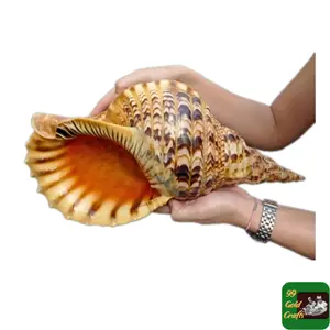 Großhandel Seeschalben Rechtshängige Conch-Triton-Schale große Größe Perlenmutter-Abalone/Hermit-Krabsschale billigste Vietnam-Fabrik