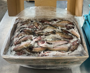 Precio Razonable Mayoristas Japonés Exportar Mezcla Mariscos Pescado Harina Congelada En Línea - Product Image 3