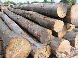 Bûches de Balau de qualité supérieure (Shorea spp.) Bûches de Balau jaunes, bûches de Balau rouges - Product Image 4