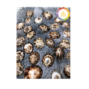 Coquillage polonais fait à la main du Vietnam motif naturel unique pour les projets d'art côtier et de bricolage - Product Image 1