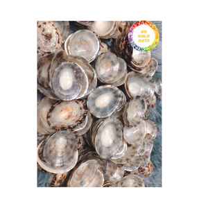 Coquillage polonais fait à la main du Vietnam Forme naturelle unique pour la conception artistique et l'artisanat de souvenirs - Product Image 1