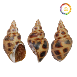 Conchas de concha Lambis pulidas de Vietnam para uso decorativo, artesanías con temática marina, estilo interior del océano y suministro a granel - Product Image 6