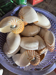 Grande coquille décorative en spirale d'océan ornement d'artisanat naturel matériel marin en gros Vietnam 99 données d'or - Product Image 4