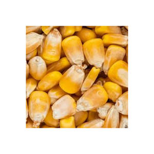 Maíz amarillo de alta calidad ideal para la alimentación animal y la producción de alimentos - Product Image 1